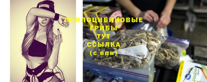 Псилоцибиновые грибы Cubensis  OMG ONION  Новокузнецк 